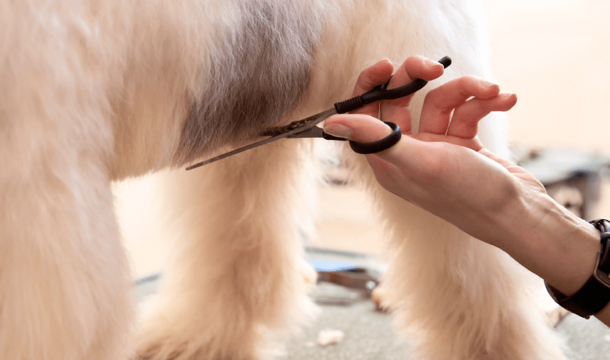 PET HAIRCUT
